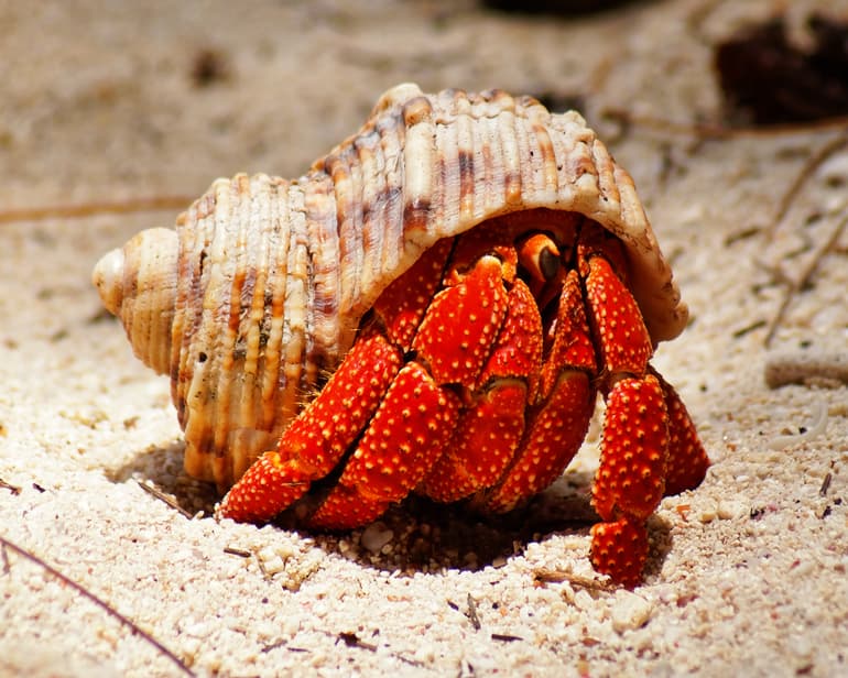 मीठे पानी की घोंघा - Freshwater Snail Carries In Hindi