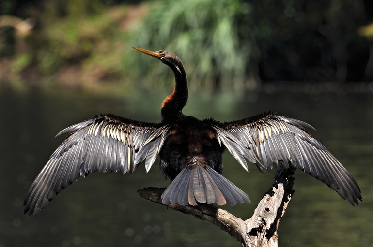 नवाबगंज पक्षी अभयारण्य - Nawabganj Bird Sanctuary In Hindi