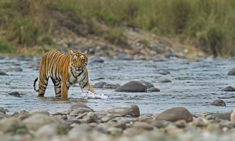 रानीपुर वन्यजीव अभयारण्य - Ranipur Wildlife Sanctuary  In Hindi
