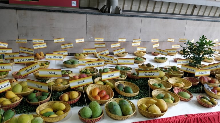 इंटरनेशनल मैंगो फेस्टिवल - International Mango Festival In Hindi
