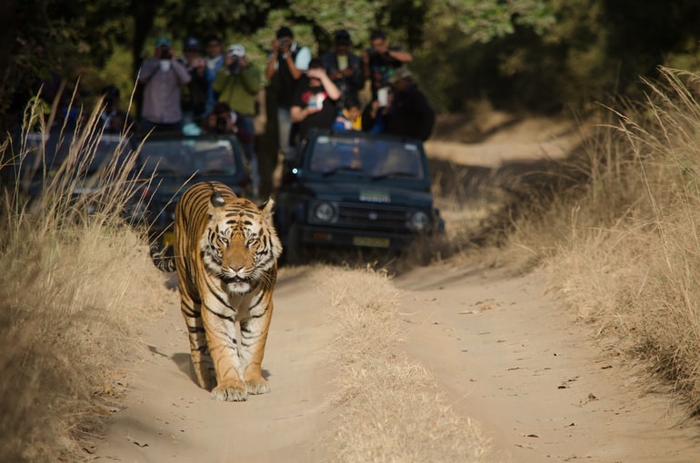 पन्ना नेशनल पार्क की ट्रिप से रिलेटेड इन्फोर्मेशन – Panna National Park Madhya Pradesh in Hindi