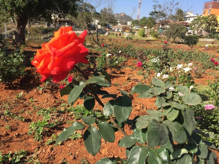 रोज गार्डन सपुतारा – Rose Garden Saputara in Hindi