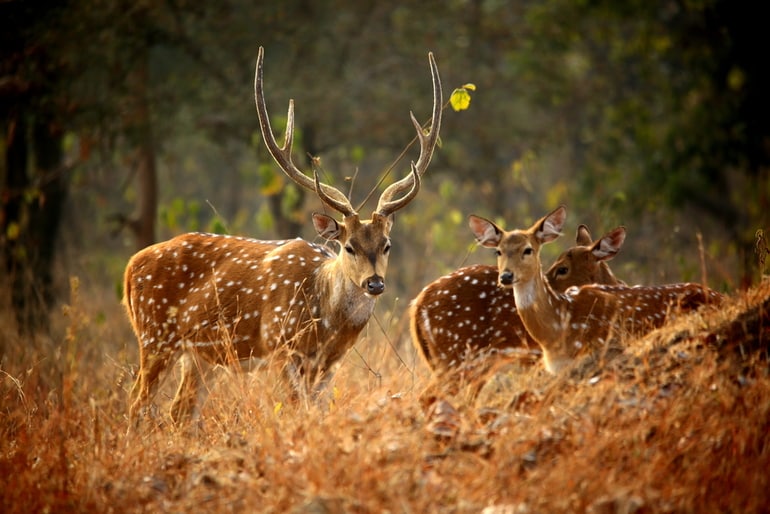 पन्ना नेशनल पार्क के वन्य जीव – Wildlife in Panna National Park in Hindi