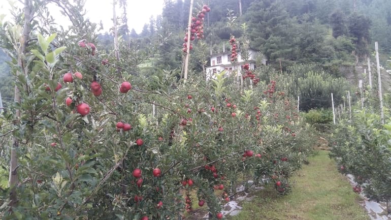 सेब के बाग, बोमडिला - Apple Orchards, Bomdila in Hindi