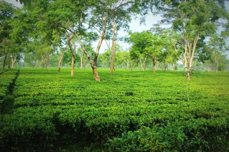 बेसाकोप्पी टी एस्टेट - Beesakopie Tea Estate Assam in Hindi