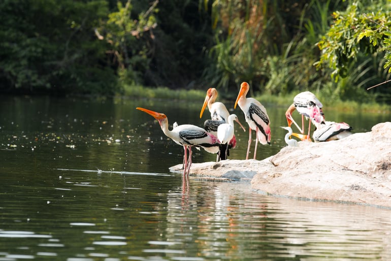 रंगनाथिटु पक्षी अभयारण्य, श्रीरंगपटना – Ranganathittu Bird Sanctuary, Srirangapatna in Hindi