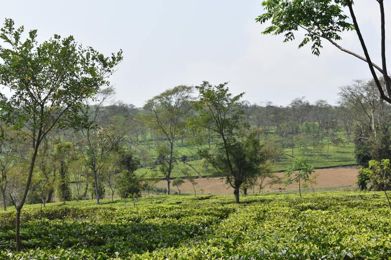 हरमुटी टी एस्टेट – Harmutty Tea Estate Assam in Hindi