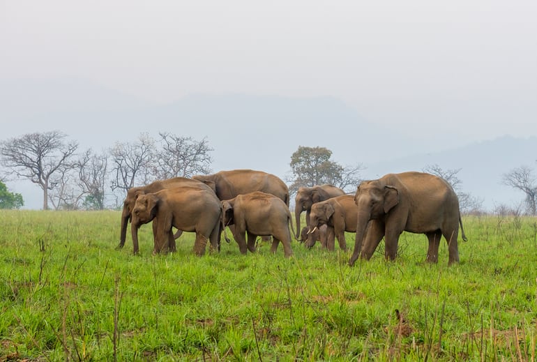 काबिनी वन्यजीव अभयारण्य कर्नाटक – Kabini Wildlife Sanctuary Karnataka in Hindi