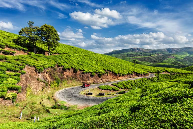 नीलगिरि चाय बागान तमिलनाडु - Nilgiri Tea Plantations, Tamil Nadu in Hindi