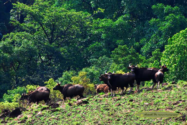 कुद्रेमुख राष्ट्रीय उद्यान कर्नाटक – Kudremukh National Park In Hindi