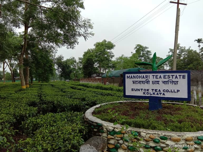 मनोहारी टी एस्टेट – Manohari Tea Estate Assam in Hindi