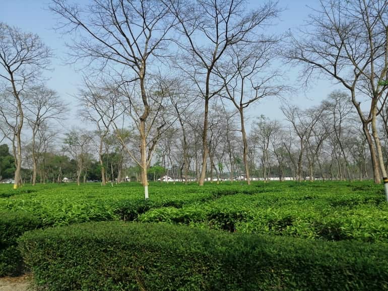मोनाबारी टी एस्टेट - Monabarie Tea Estate Assam in Hindi