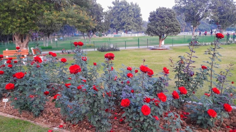 रोज गार्डन चंडीगढ़ घूमने जाने का सबसे अच्छा समय -  Best time to visit Rose Garden Chandigarh in Hindi