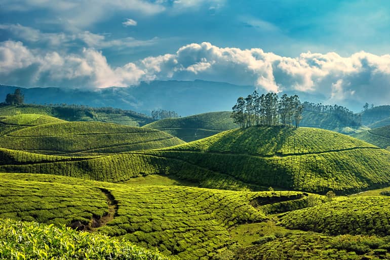 भारत के प्रमुख चाय के बगान - Tea Gardens in India in Hindi