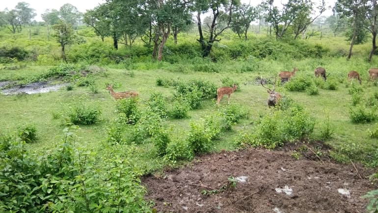 बांदीपुर राष्ट्रीय उद्यान में वन्य जीव और वनस्पतियां - Wildlife and Flora in Bandipur National Park in Hindi