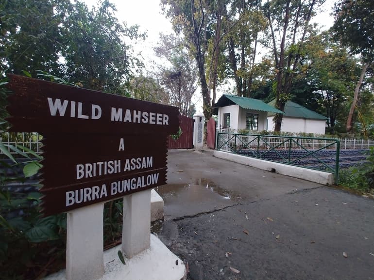 वाइल्ड मशीर टी एस्टेट – Wild Mahseer Tea Estate Assam in Hindi