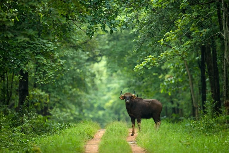 इंद्रावती नेशनल पार्क के वन्यजीव – Wildlife of Indravati National Park in Hindi