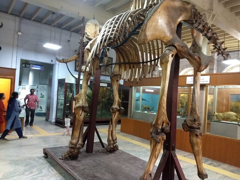 गवर्मेंट म्यूजियम, चेन्नई –  Government Museum, Chennai in Hindi 