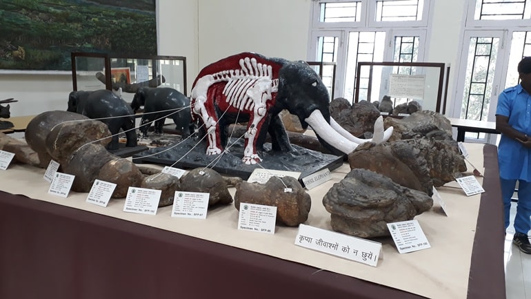 सुकेती जीवाश्म पार्क म्यूजियम हिमाचल प्रदेश – Suketi Fossil Park Museum Himachal Pradesh in Hindi 
