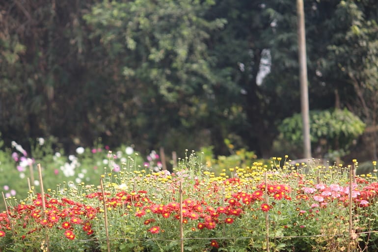 बॉटनिकल गार्डन – Botanical Garden in Hindi
