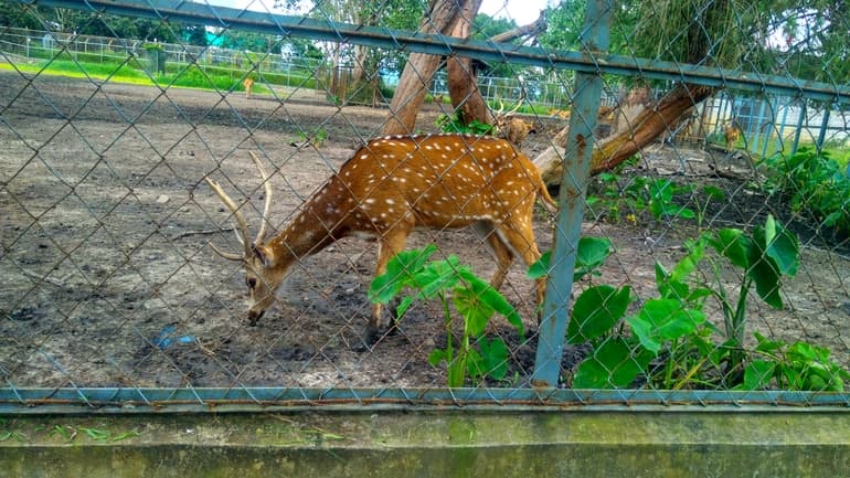 मणिपुर जूलॉजिकल गार्डन, इंफाल – Manipur Zoological Gardens, Imphal in Hindi