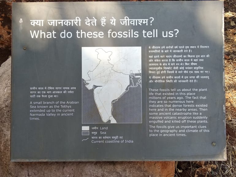 घुघवा जीवाश्म राष्ट्रीय उद्यान में पाए जाने वाले जीवाश्म – Ghughwa Fossil Park me paaye jaane wale jivasham in Hindi