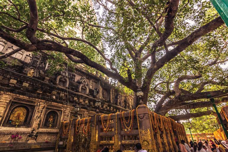 बोधि वृक्ष – Mahabodhi Tree in Hindi