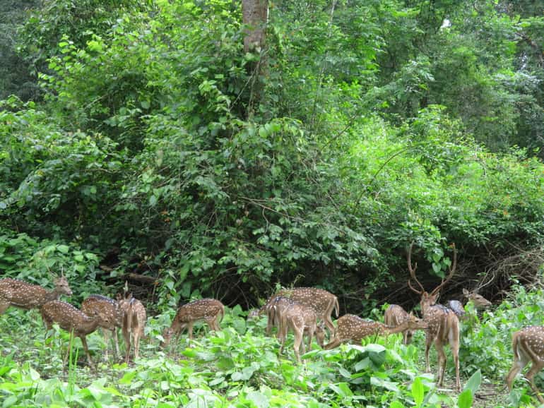 मुकुर्थी नेशनल पार्क घूमने जाने का सबसे अच्छा समय – Best time to visit Mukurthi National Park in Hindi