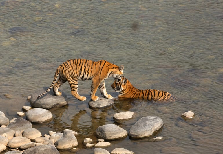पेरियार नेशनल पार्क – Periyar National Park in Hindi