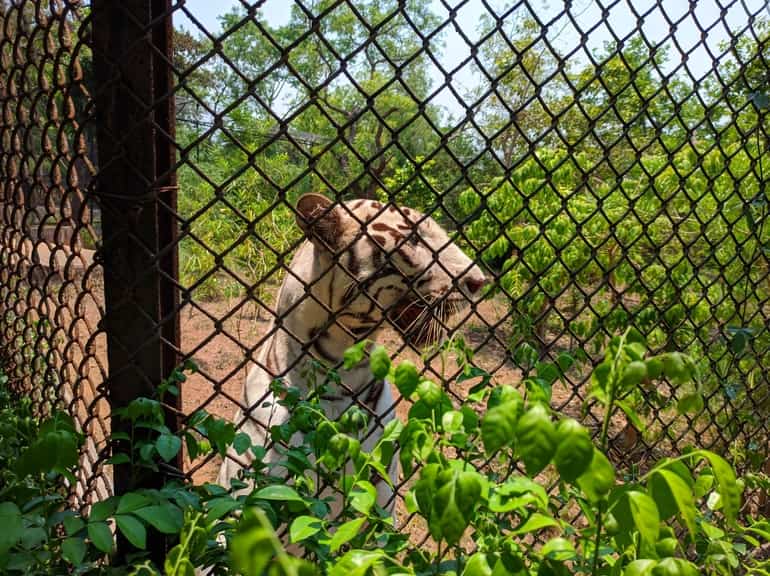 नंदकानन जूलॉजिकल पार्क भुवनेश्वर – Nandankanan Zoological Park Bhubaneswar in Hindi