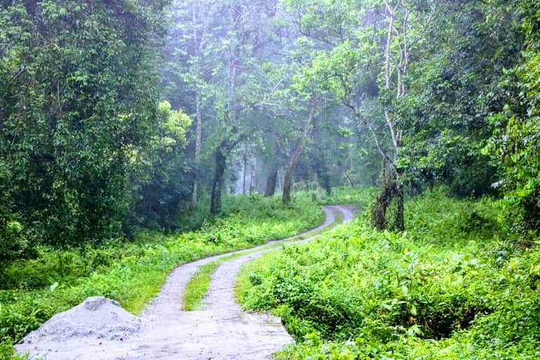 गोरुमारा राष्ट्रीय उद्यान के परिदृश्य और पाई जाने वाले वनस्पति - Landscape of Gorumara National Park in Hindi