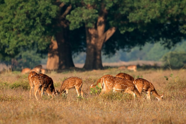 सागरेश्वर हिरण अभयारण्य, कोल्हापुर  -  Sagareshwar Deer Sanctuary, Kolhapur in Hindi