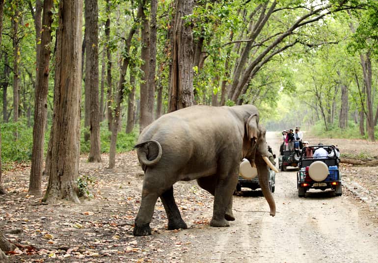 मुथंगा वन्यजीव अभयारण्य – Muthanga Wildlife Sanctuary in Hindi