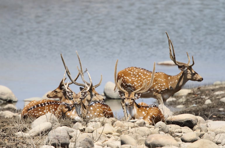 पेप्पारा वन्यजीव अभयारण्य - Peppara Wildlife Sanctuary in Hindi
