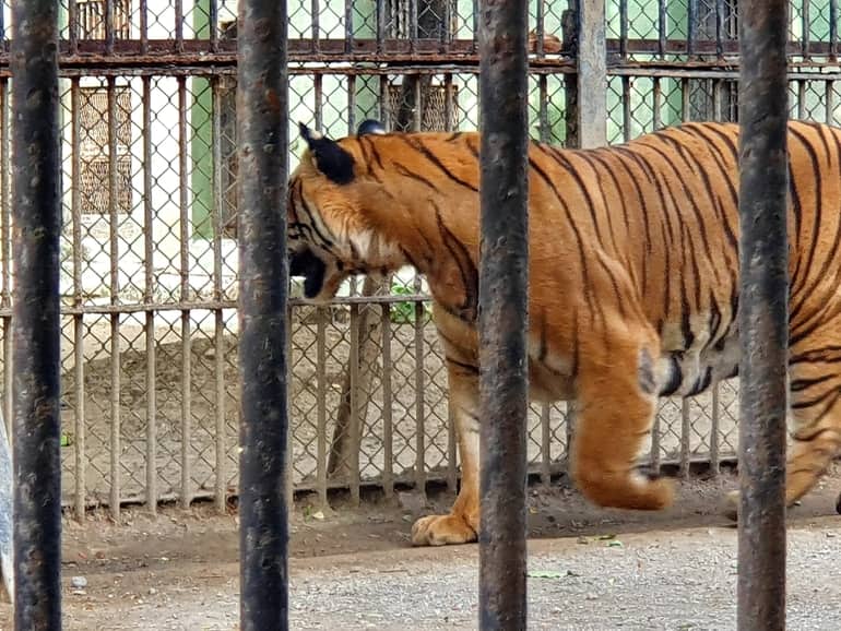 सक्करबाग जूलॉजिकल पार्क जूनागढ़ - Sakkarbaug Zoological Garden Junagadh in Hindi