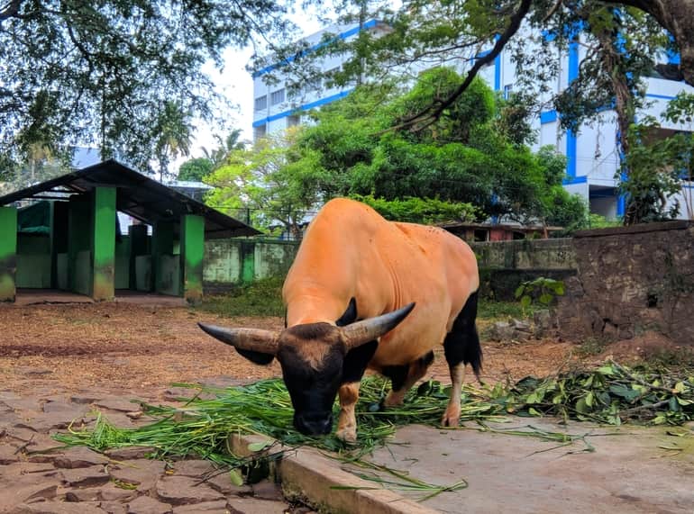 त्रिशूर जू त्रिशूर – Thrissur Zoo Thrissur in Hindi