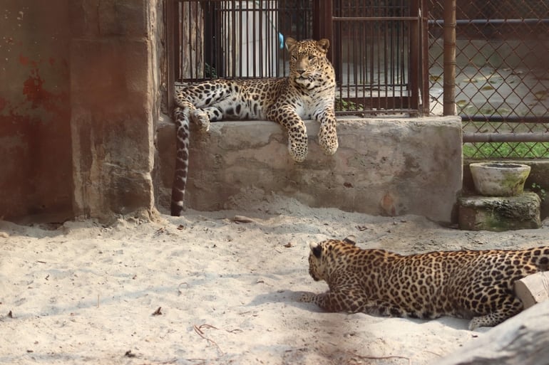 नेशनल जूलॉजिकल पार्क – National Zoological Park, Delhi in Hindi
