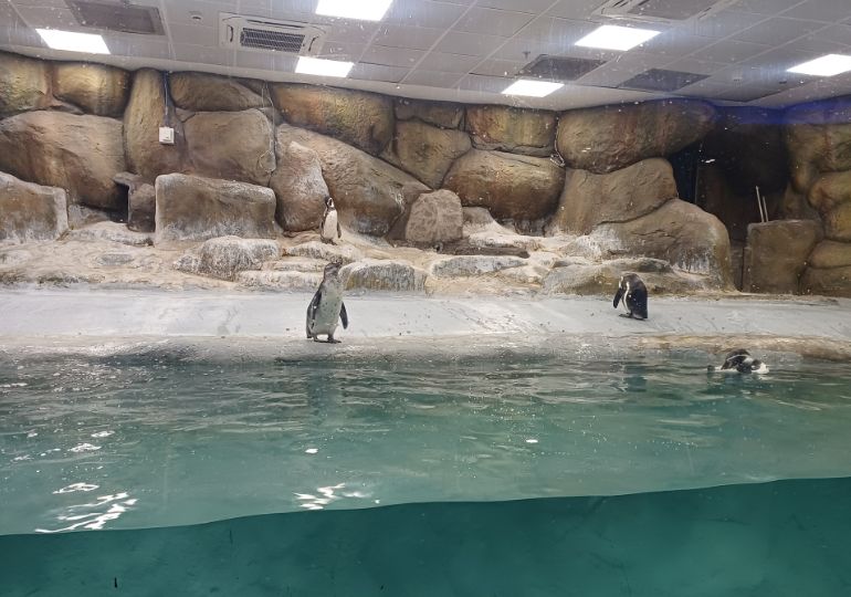 मुंबई चिड़ियाघर में पेंगुइन - Penguins at Mumbai Zoo in Hindi